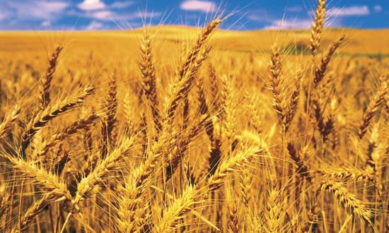 Wheat Harvesting Set to Commence: Government Ensures Food Security
