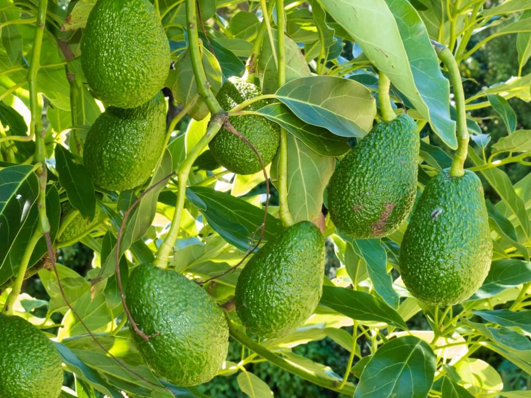 Local Producers Thrilled as New Avocado Market Opens Up