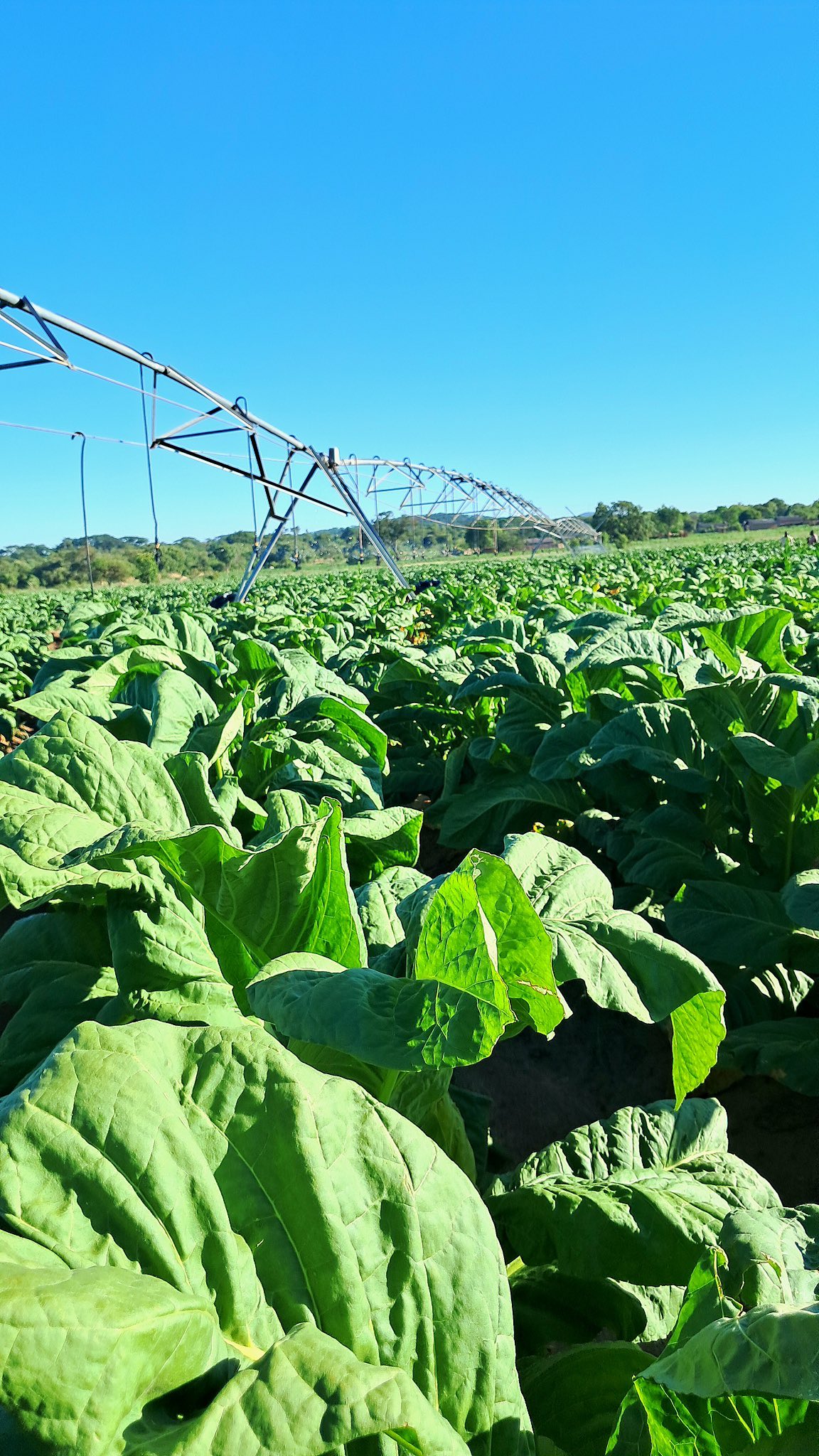 Zimbabwe Breaks Tobacco Record – US$1.13 Billion Earned, Eyes US$5 Billion Target