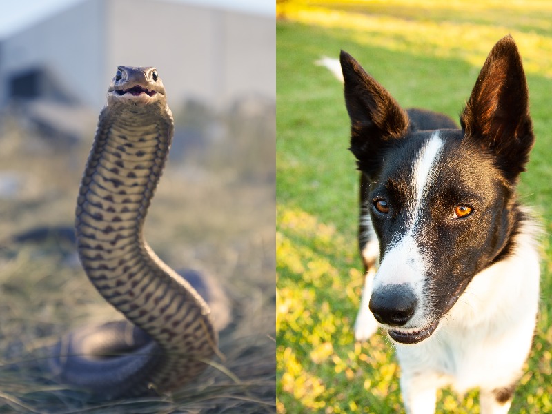 435 dog, 21 snake bites recorded