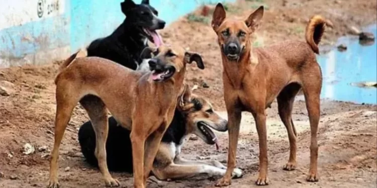 Darwendale Horror: 9-Year-Old Boy Killed in Dog Attack