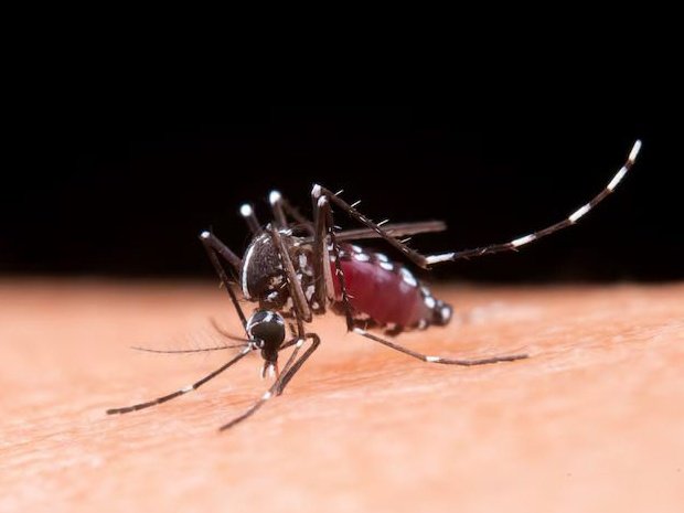 New Virus: Chikungunya Outbreak Triggers Health Alert in China