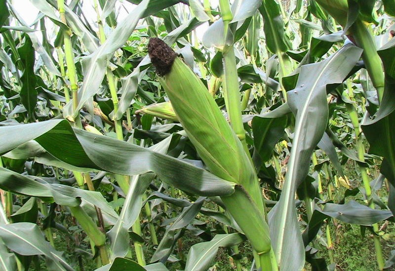 Zimbabwe Reinstates Maize Import Ban Following Bumper Harvest