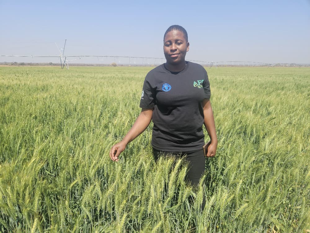 Phaphamani Irrigation Scheme Sets Benchmark for Agricultural Success in Umguza