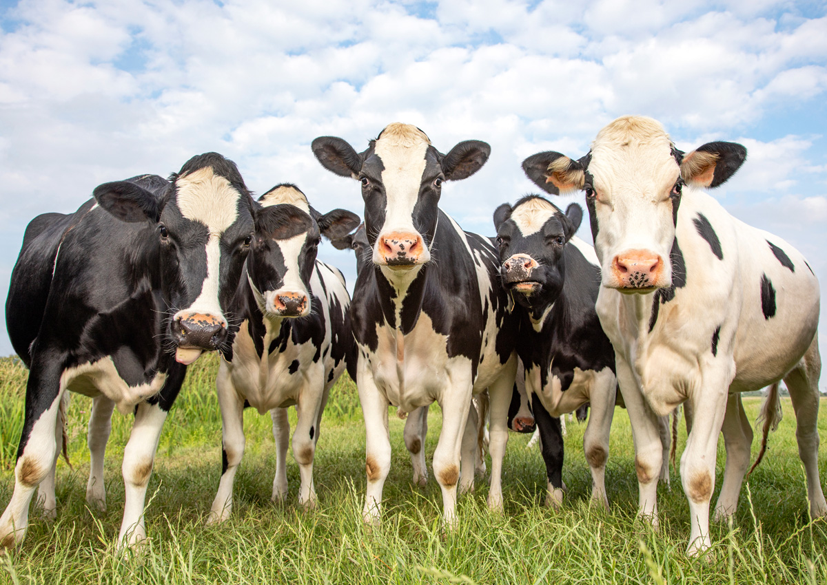 Zimbabwe Calls for Stronger Partnerships to Drive Livestock Growth