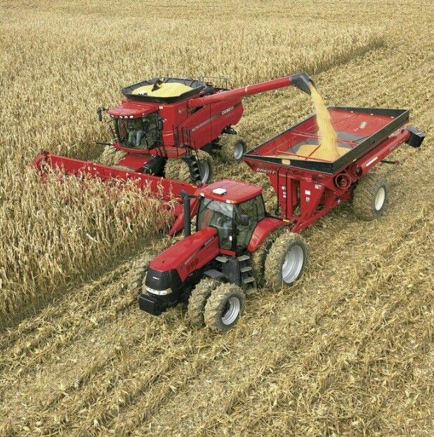 Wheat Self-Sufficiency Boosts Zimbabwe’s Food Security