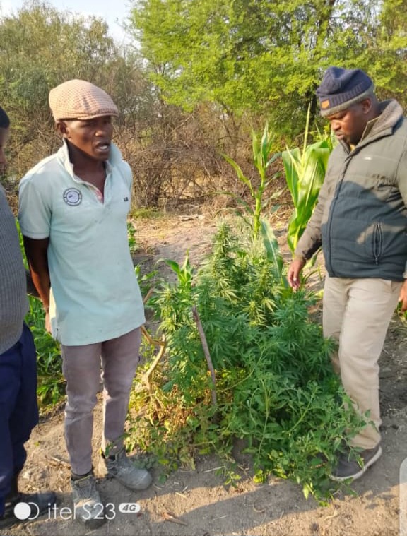 Dagga, Hemp Farmers Nabbed