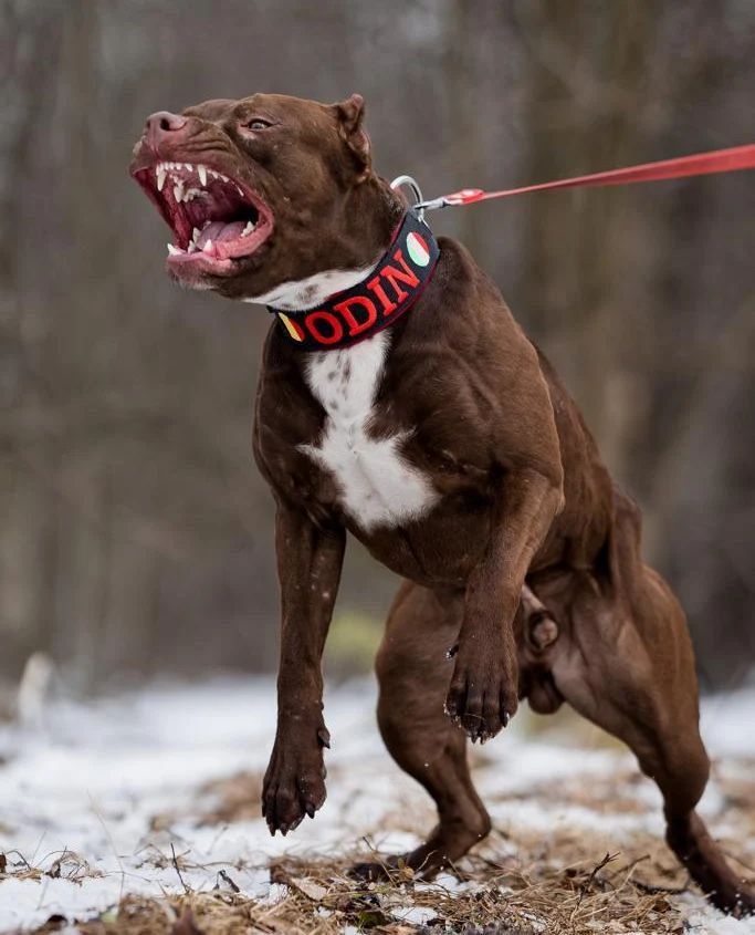 Grade Seven Pupil Mauled to Death by Dogs in Norton