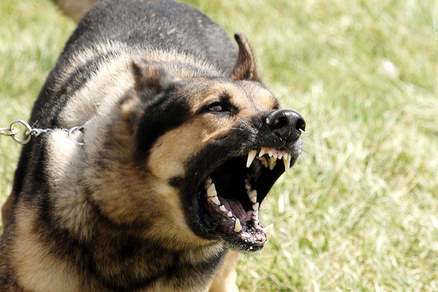 ZRP Arrests Dog Owner After Fatal Mauling of Schoolgirl