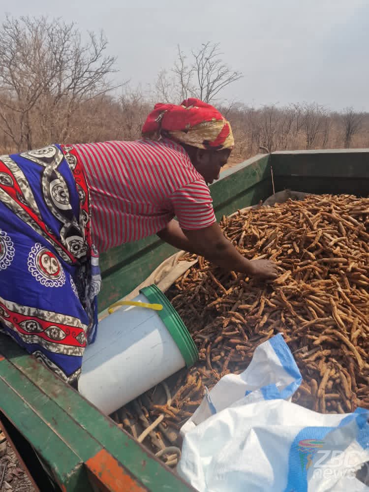 MUAST, OCP partner to set up tamarind processing plant in Binga