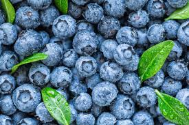 Zimbabwe Eyes China as Next Big Blueberry Frontier