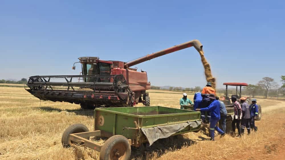 Zimbabwe Edges Toward Cutting Wheat Imports as Hard Wheat Trials Show Major Success