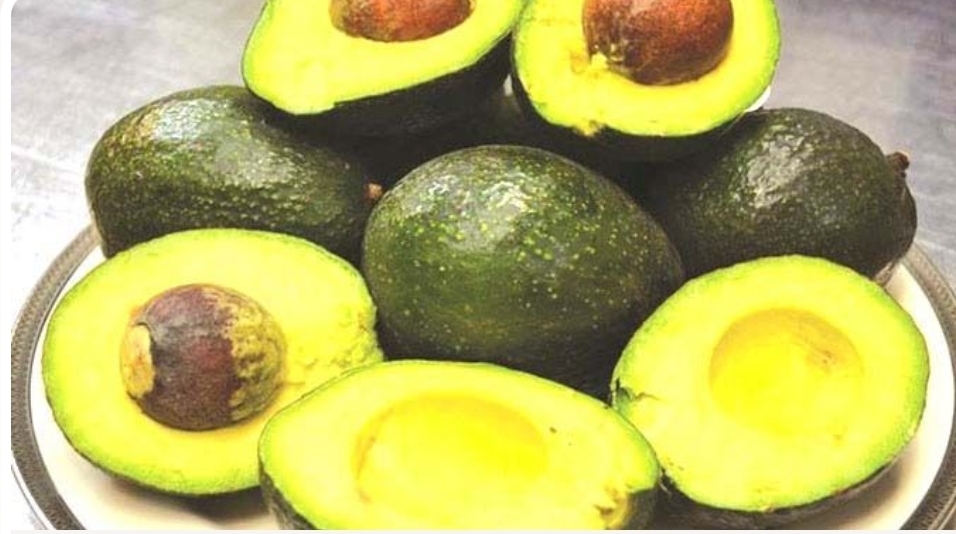 Tanganda’s Avocado Oil Project Records Strong First-Year Output