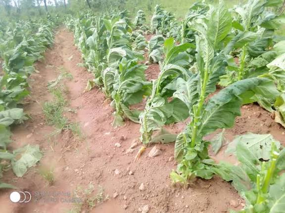 Tobacco Farmers Urged to Insure Crops as Hailstorm Threat Rises