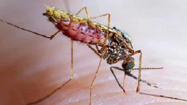 Over 600 Cumulative Deaths from Malaria and Common Diarrhoea