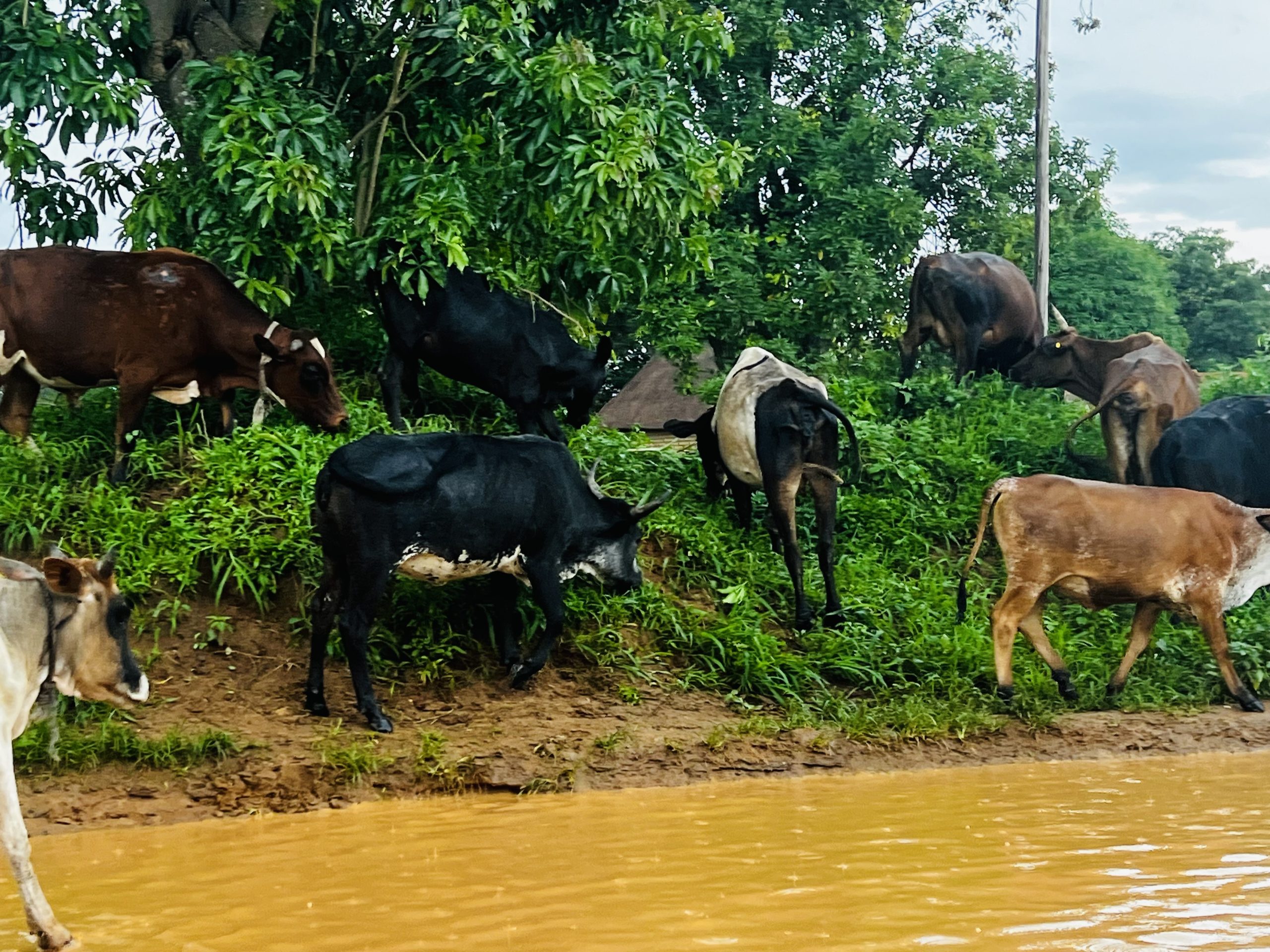 54 cattle hit by foot and mouth outbreak on Botswana border