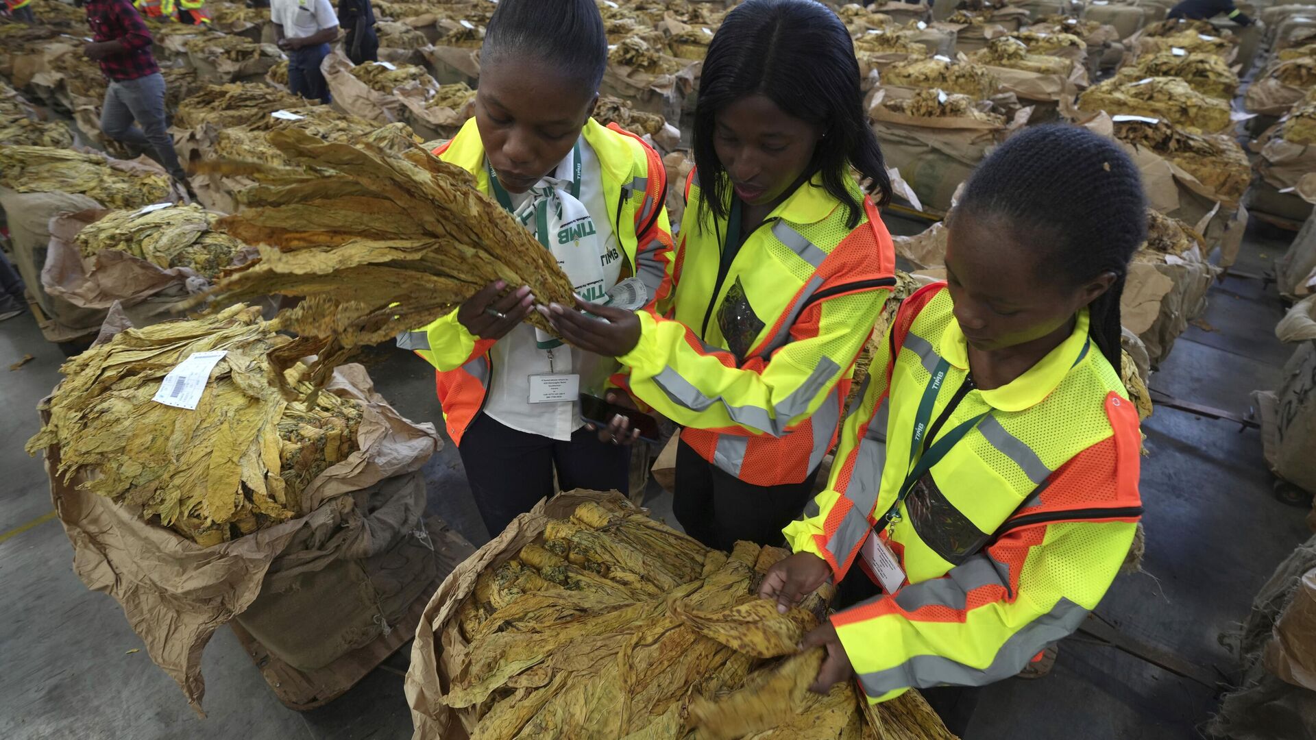 Tobacco Gold: 2026 Season To Open In Early March