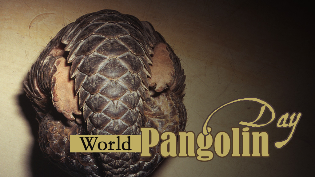 World Pangolin Day Highlights Growing Illegal Trade Threat