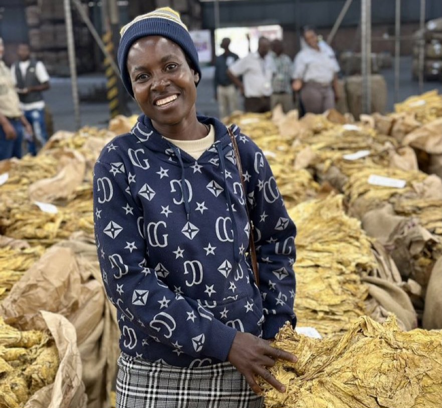 Zimbabwe Tobacco Sales Surge in Volume, Prices Dip – Day 34 Update