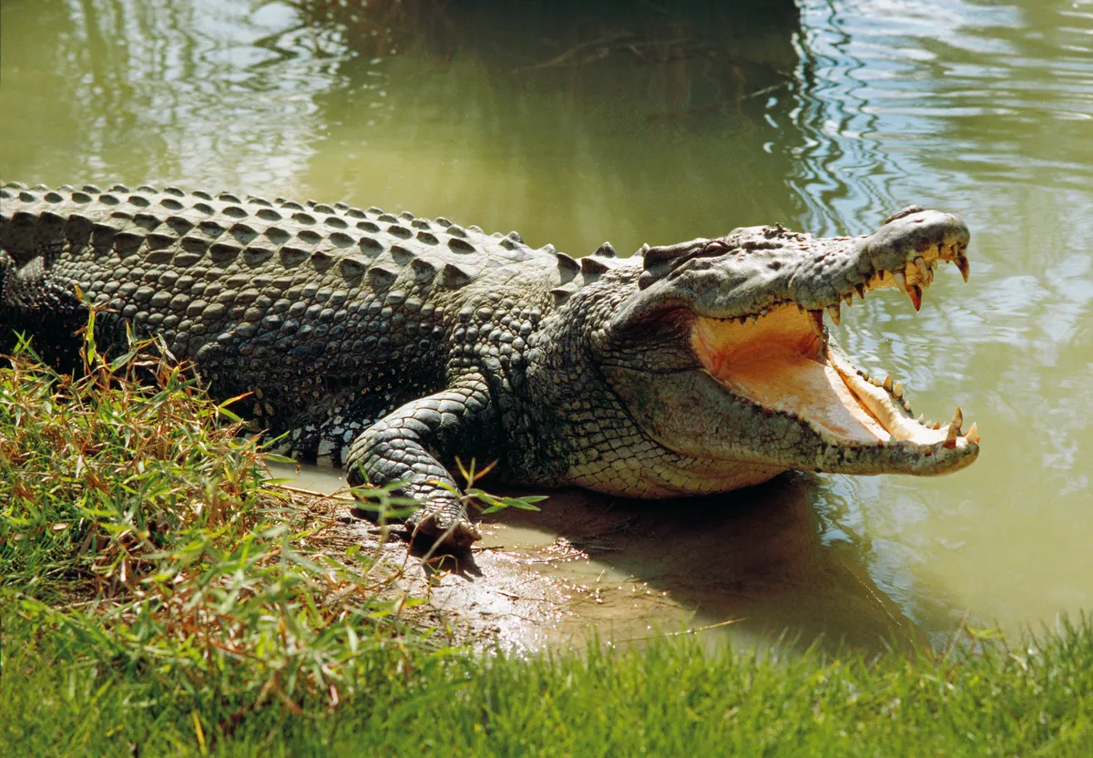 Man Killed in Crocodile Attack at Lake Kariba