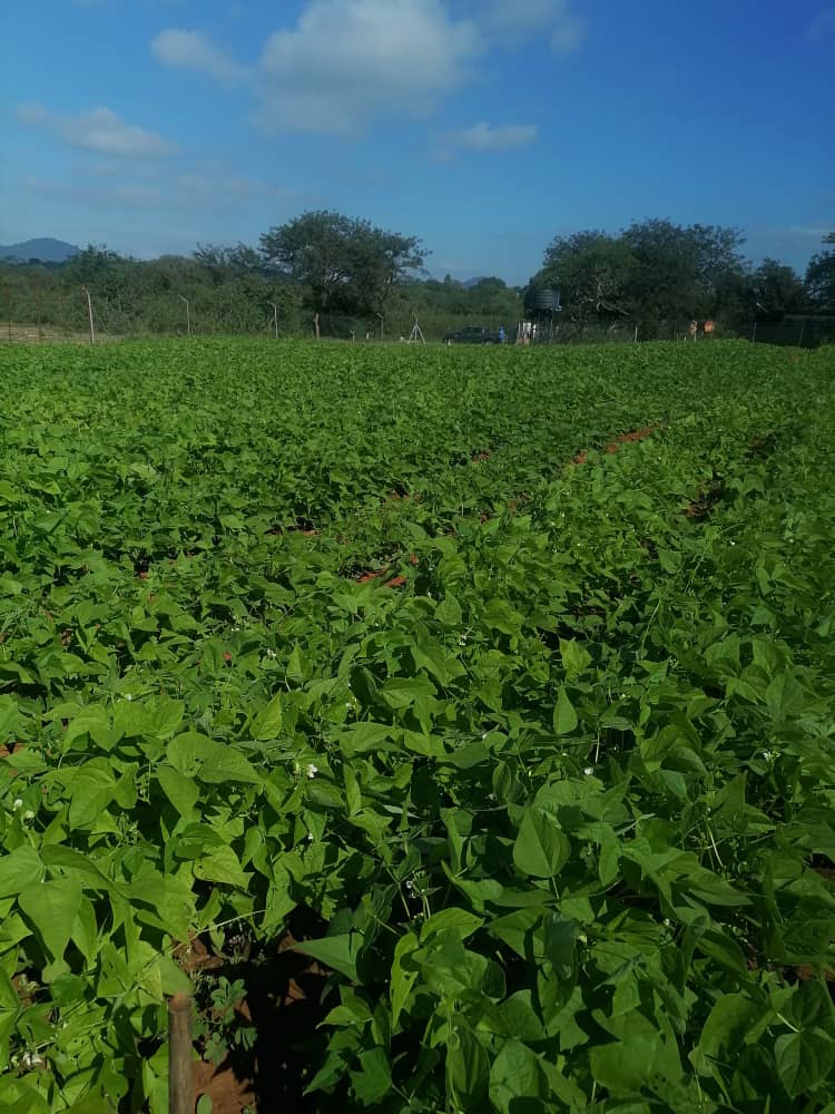 Prevail Group Sparks Economic Revival in Arid Mberengwa